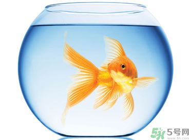 家里養(yǎng)魚好嗎？家里養(yǎng)魚有什么講究？