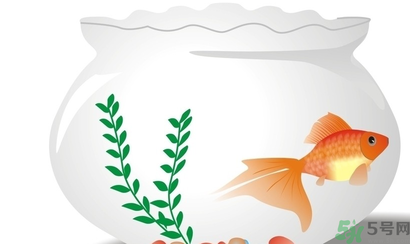 家里養(yǎng)魚好嗎？家里養(yǎng)魚有什么講究？