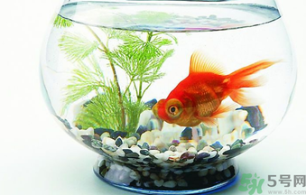 家里養(yǎng)魚好嗎？家里養(yǎng)魚有什么講究？