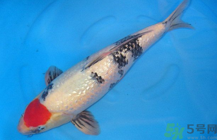 家里養(yǎng)什么魚好？家里養(yǎng)魚幾條最好？