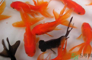 家里養(yǎng)什么魚好？家里養(yǎng)魚幾條最好？