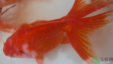 家里養(yǎng)什么魚好？家里養(yǎng)魚幾條最好？