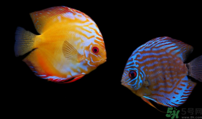 家里養(yǎng)什么魚好？家里養(yǎng)魚幾條最好？