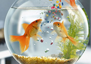 家里養(yǎng)魚好嗎？家里養(yǎng)魚有什么講究？