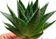 什么植物吸收甲醛最好？吸收甲醛的室內(nèi)植物