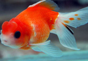 家里養(yǎng)什么魚好？家里養(yǎng)魚幾條最好？