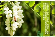 洋槐蜜是什么？洋槐蜜的作用與功效有哪些？