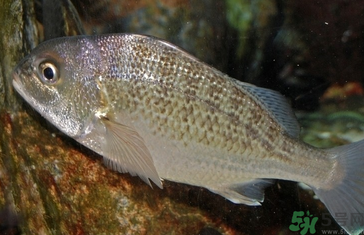 魚眼睛可以吃嗎？吃魚眼睛有什么好處？