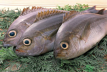 魚眼睛可以吃嗎？吃魚眼睛有什么好處？
