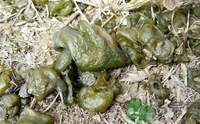 地皮菜是發(fā)物嗎？地皮菜的功效與禁忌