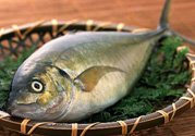 吃魚眼睛對眼睛有好處嗎？吃什么魚對眼睛好？