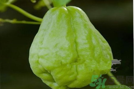 佛手瓜的功效與作用是什么？佛手瓜的營養(yǎng)價(jià)值有哪些？