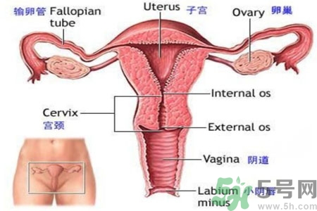 引起外陰瘙癢的疾病有哪些？治療外陰瘙癢的偏方有哪些？