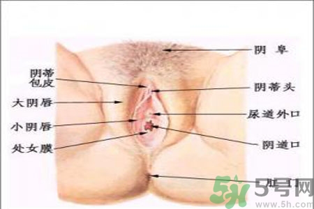 引起外陰瘙癢的疾病有哪些？治療外陰瘙癢的偏方有哪些？