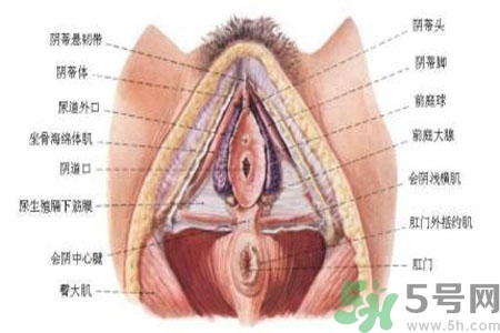 外陰瘙癢如何治療？外陰瘙癢可以用什么藥？？