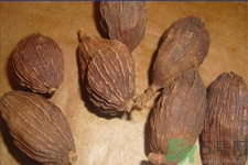 草果是什么？草果的功效與作用