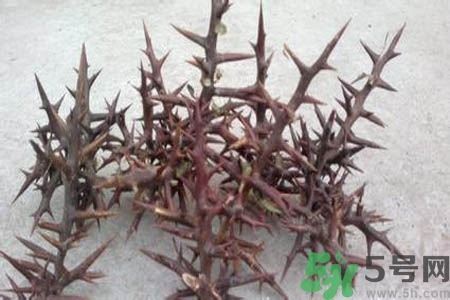 皂角刺的藥用價(jià)值是什么？皂角刺的功效與作用有哪些？