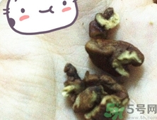 三只松鼠多少錢一袋？三只松鼠價格