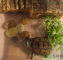 家里養(yǎng)烏龜好不好？家里養(yǎng)烏龜有什么講究？