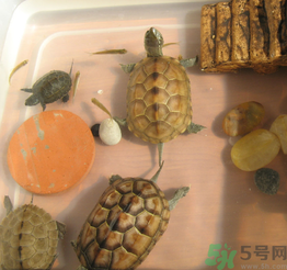 家里養(yǎng)烏龜好不好？家里養(yǎng)烏龜有什么講究？