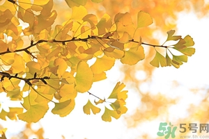 秋燥吃什么好？秋燥怎么辦？