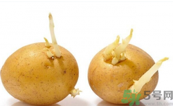 土豆發(fā)芽了還能吃嗎？發(fā)芽的土豆吃了會怎么樣？