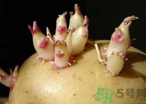 土豆發(fā)芽了還能吃嗎？發(fā)芽的土豆吃了會怎么樣？