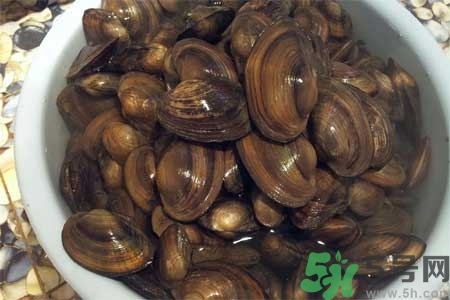 如何挑選河蚌？河蚌的營養(yǎng)價值？