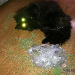 貓薄荷怎么用？貓薄荷和薄荷的區(qū)別