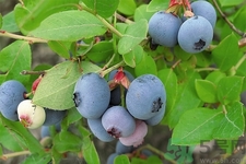 藍(lán)莓怎么洗？藍(lán)莓可以怎么吃？