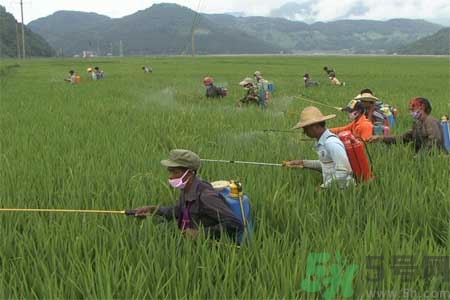 如何去除蔬菜上農(nóng)藥殘留？清洗農(nóng)藥小竅門有哪些？