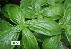 孕婦可以吃紫蘇嗎？孕婦吃紫蘇的好處及注意事項
