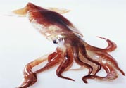 魷魚怎么處理？干魷魚怎么泡發(fā)？
