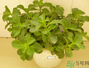 救心菜怎么吃？救心菜的吃法
