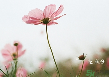 秋分吃什么？秋分吃什么水果？