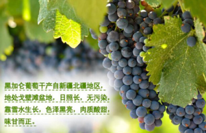 黑加侖皮能吃嗎？黑加侖皮的功效