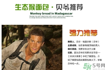 面包果怎么吃？面包果的功效
