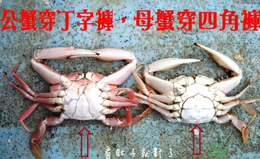 九月份吃公蟹還是母蟹？公蟹和母蟹哪個(gè)更好吃？