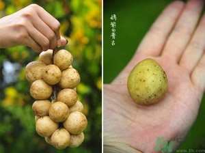 吃龍功果會(huì)上火嗎？龍功果的功效