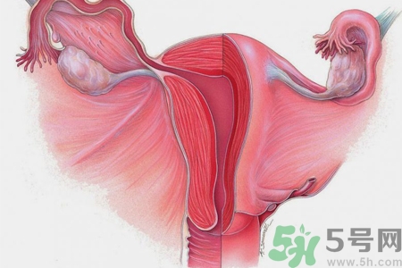 子宮移位的原因是什么？子宮移位的癥狀有哪些？