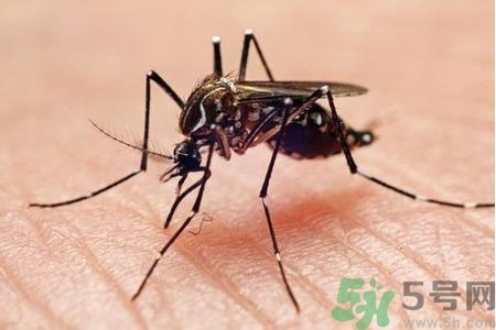 寨卡病毒是如何傳播的？寨卡病毒傳播途徑是什么？