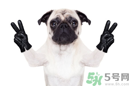 狗狗吃什么最好？狗狗不能吃的食物有哪些？