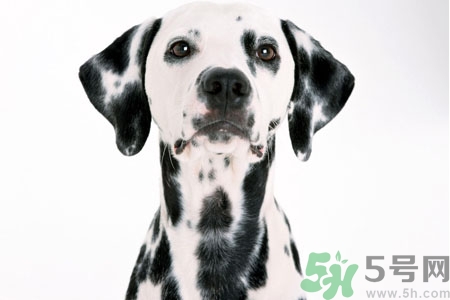 狗狗怎么訓(xùn)練？狗狗怎么喂養(yǎng)？