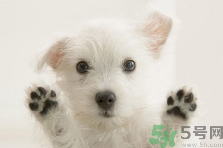 狗狗咳嗽怎么回事？狗狗咳嗽怎么辦？