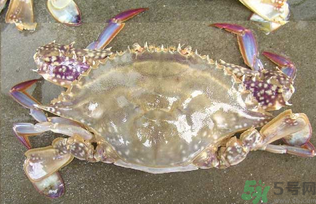 河蟹死了還能吃嗎？河蟹死了多久還能吃？