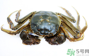 河蟹死了還能吃嗎？河蟹死了多久還能吃？