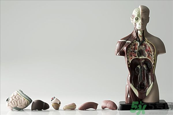 腸炎肚子疼怎么辦？腸炎肚子疼怎么緩解？