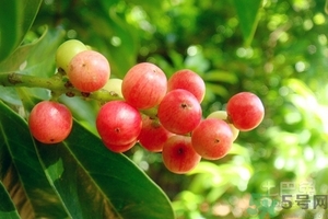 五月茶的功效 五月茶怎么吃？