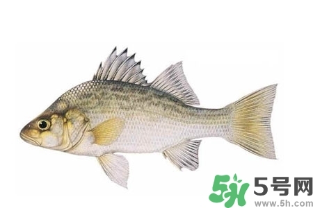 秋季適合吃什么魚？秋季吃魚的好處？