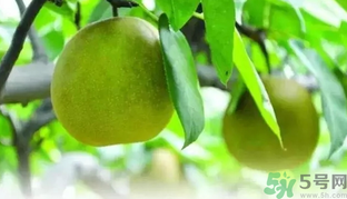 吃梨子喝水會拉肚子嗎？吃完梨子能喝水嗎？